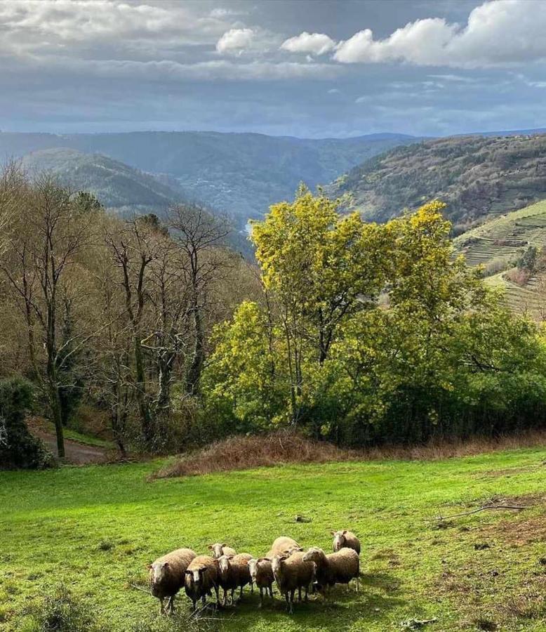 Casa Das Xacias Ribeira Sacra 아 아이로아 외부 사진